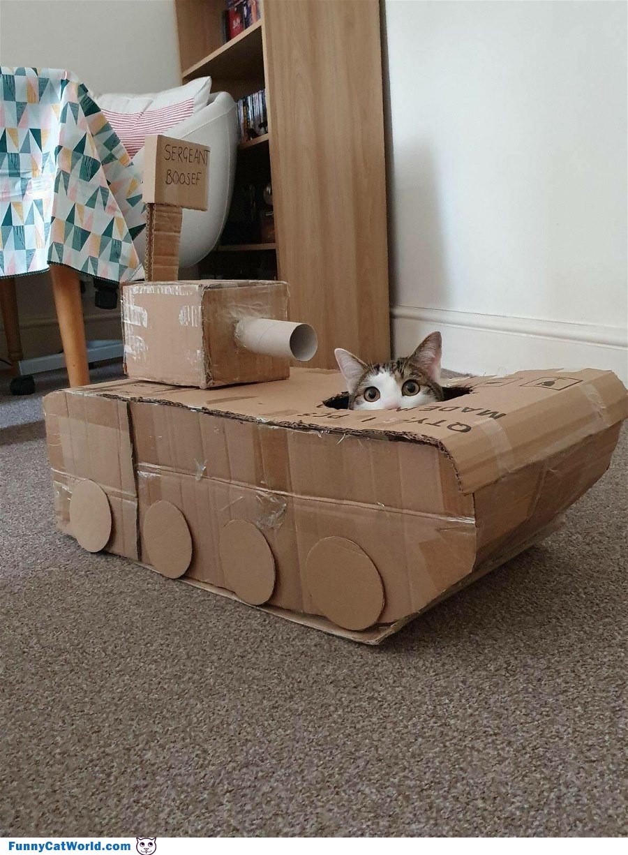 Tank Cat