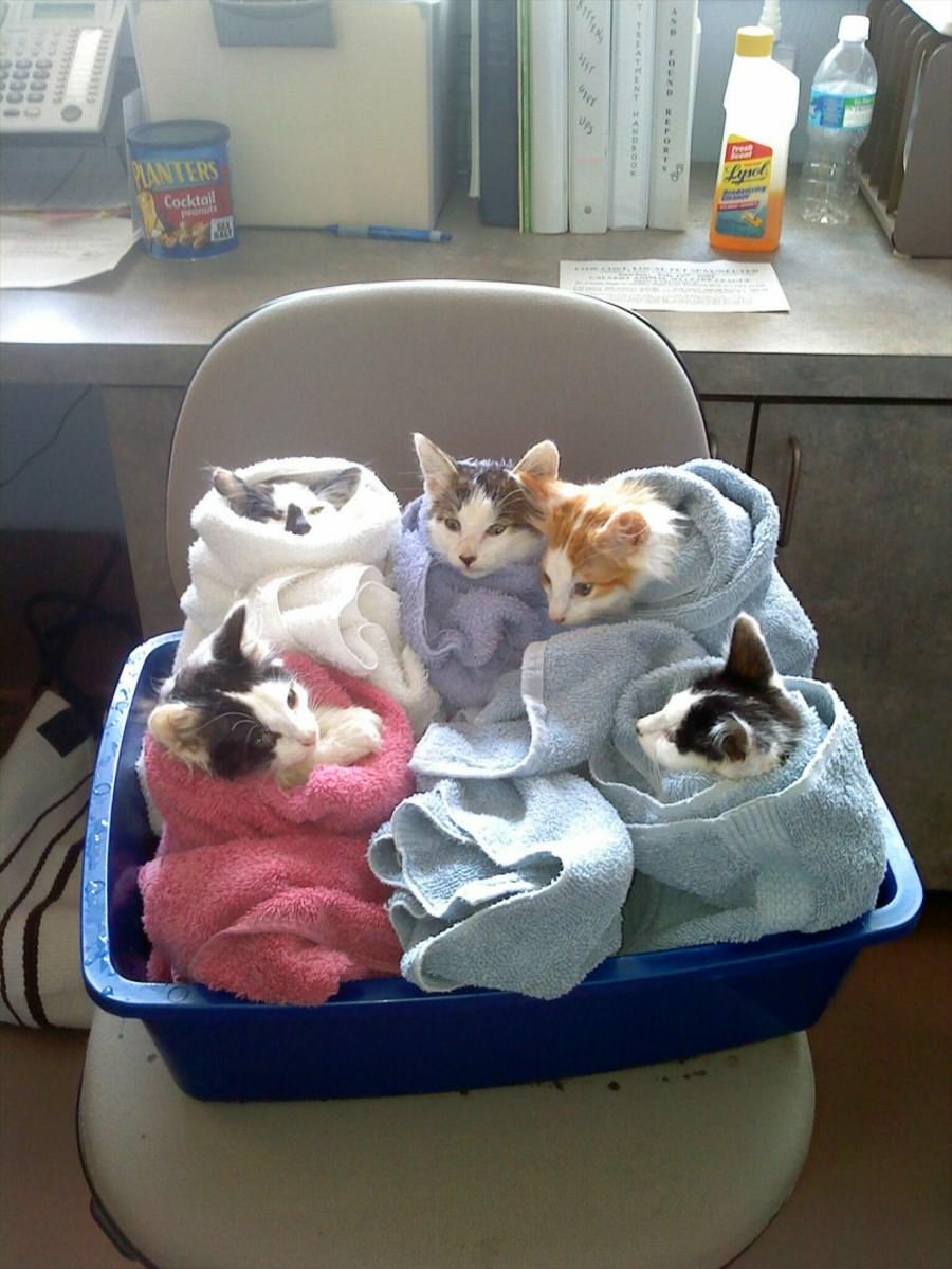 Cat Bundles