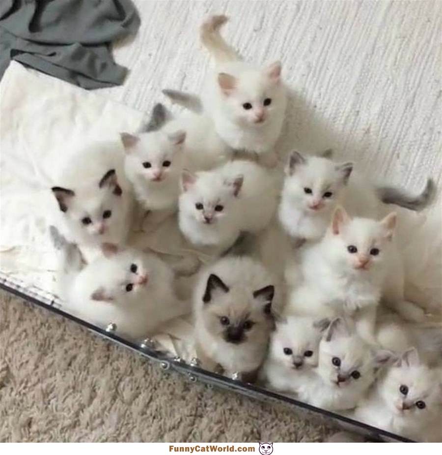 An Army Of Cats