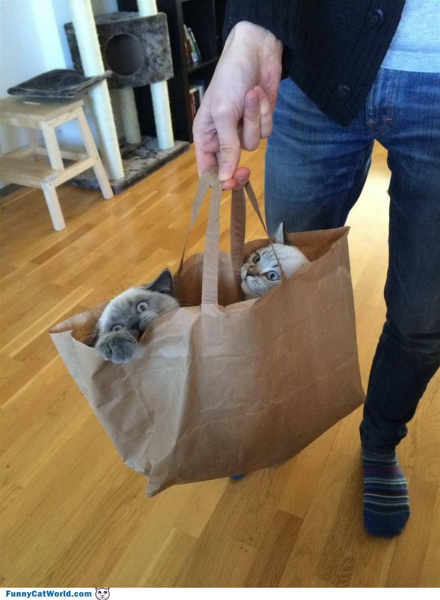 I Have A Bag Of Cats