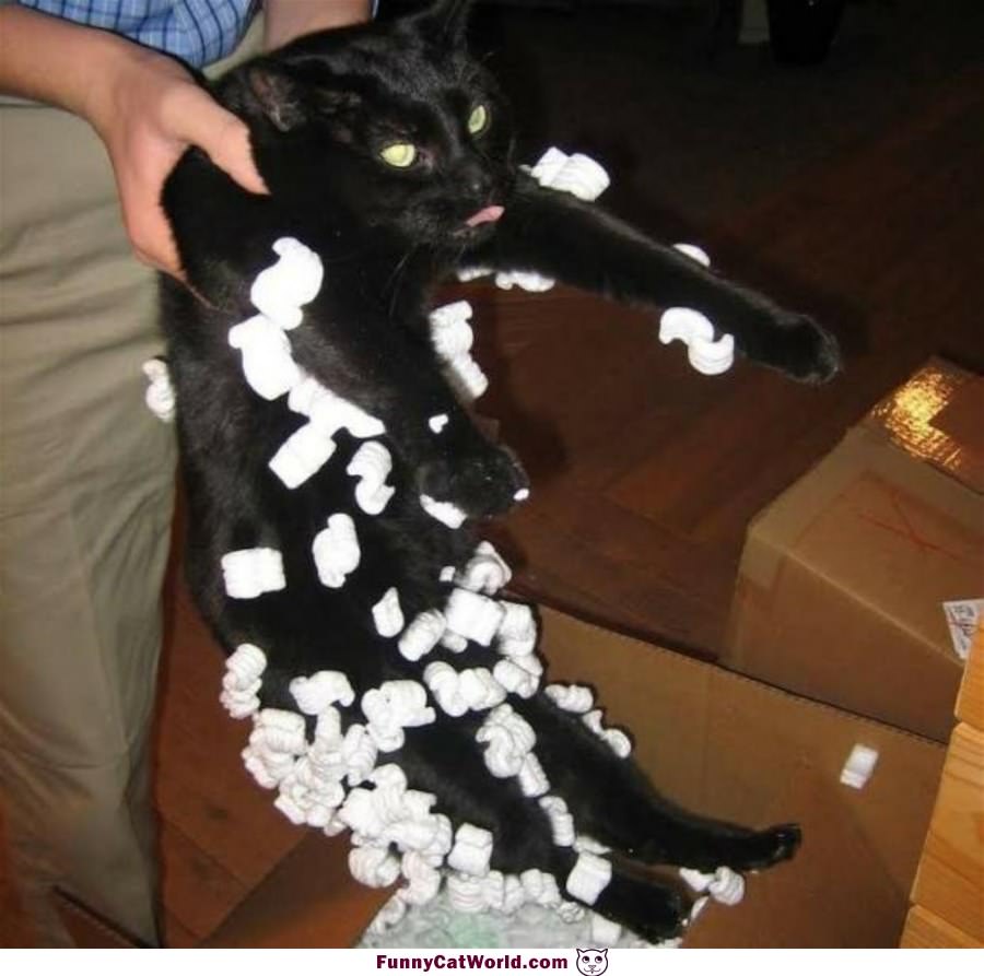 Packing Peanuts Kitty