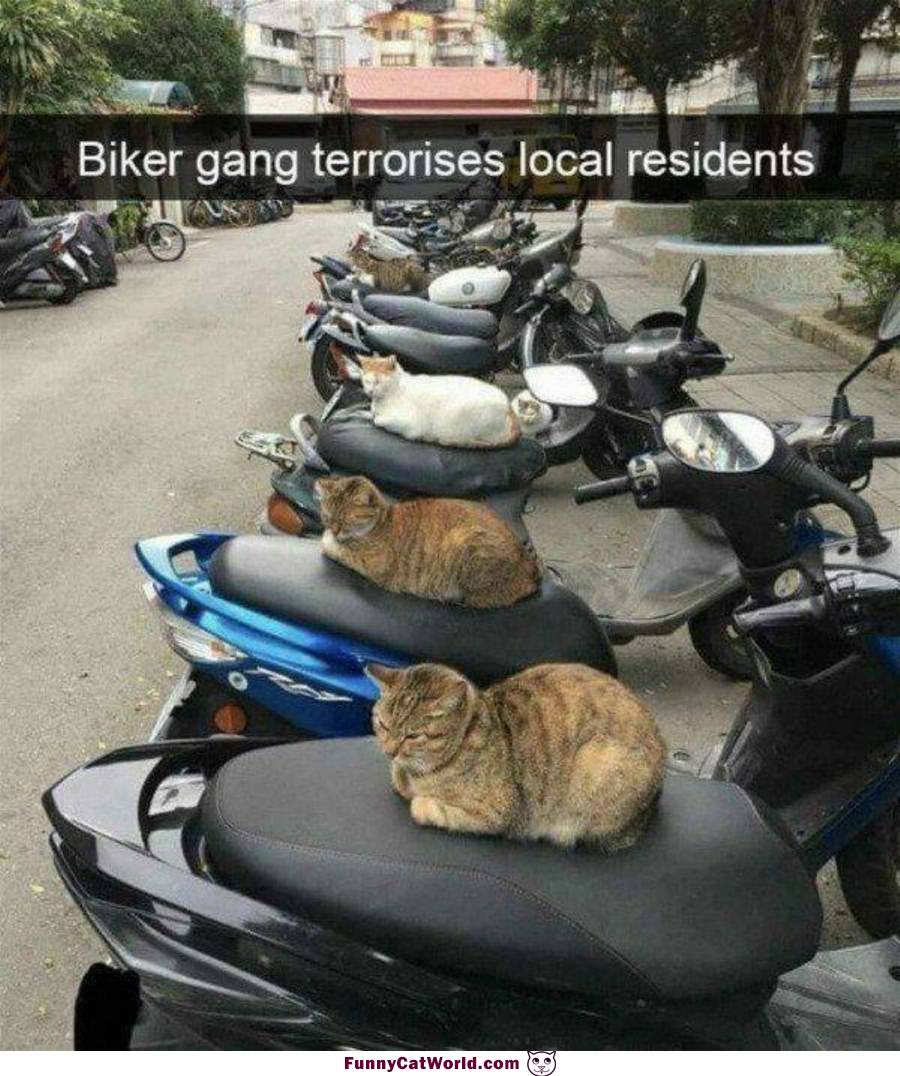 The Biker Gang