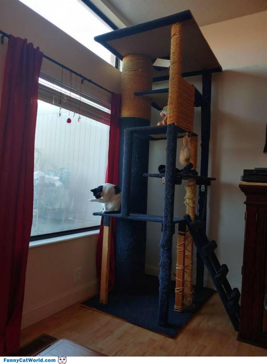 The Cat Tower